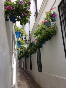 This photo was taken by the lovely Roxana. It's La Calle de las Flores, in the middle of Old Town, Cordoba. Subsequent searches for La Calle de las Cervezas bore no fruit.